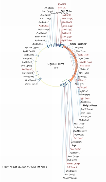 M50 Super 8x TOPFlash载体图谱